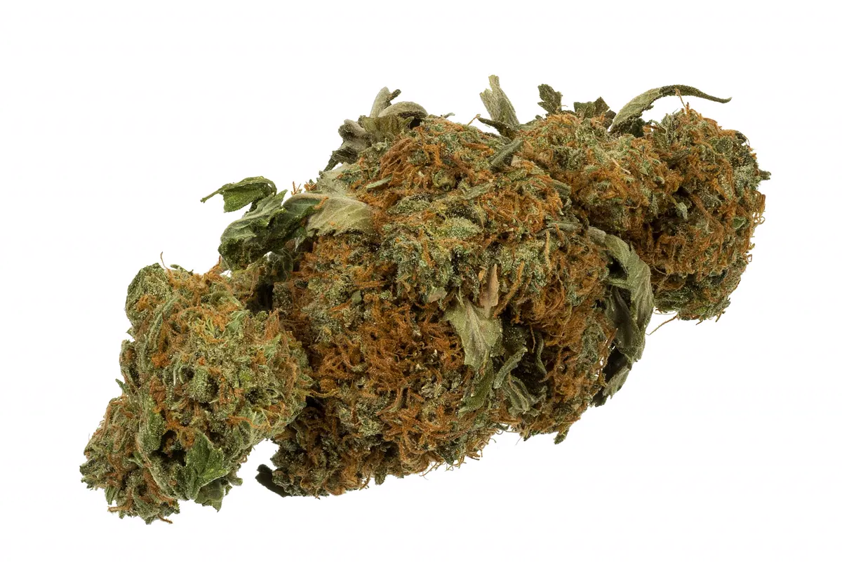 A single dried cannabis flower on a white background. Representative photo.